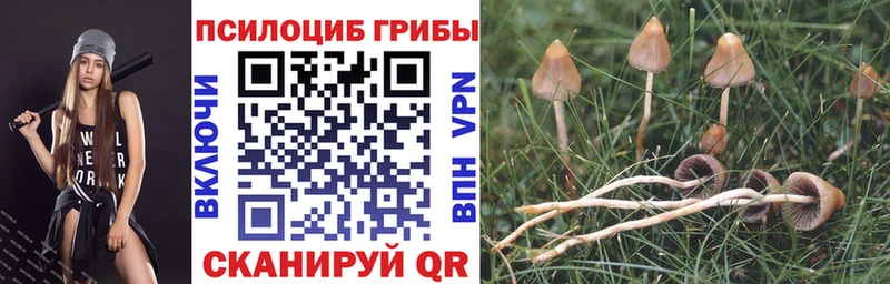 блэк спрут вход Зарайск Галлюциногенные грибы Magic Shrooms